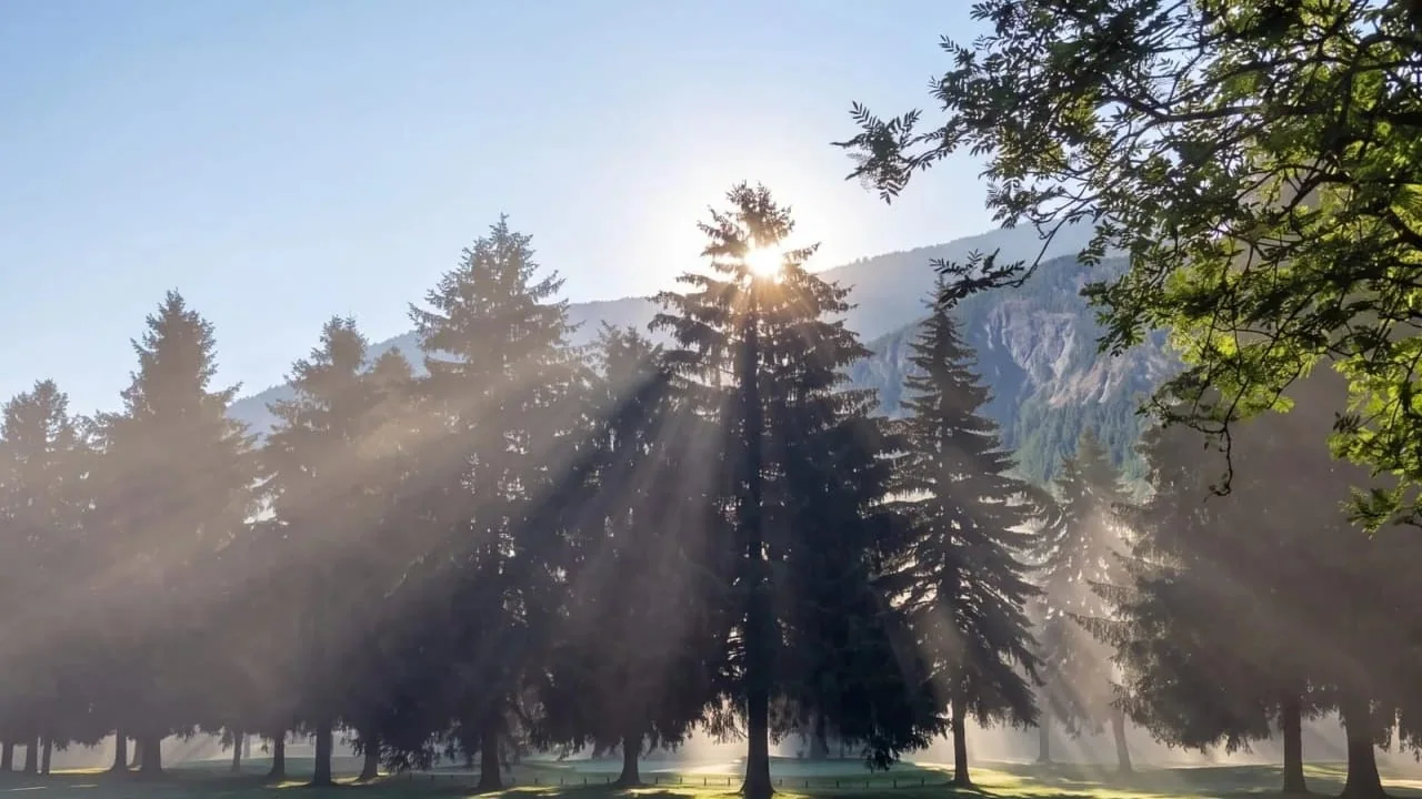 Sun rays through the trees on an early-summer morning at Birchbank, light catching the dew